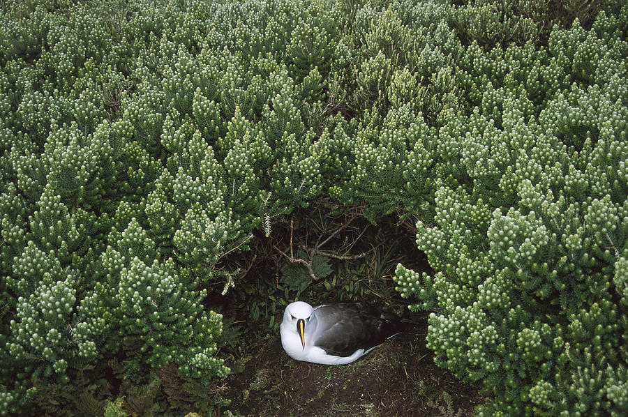 Yellow-nosed Albatross Under Island Photograph by Tui De Roy