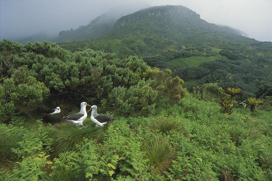 Yellow-nosed Albatrosses In Ferns Gough Photograph by Tui De Roy