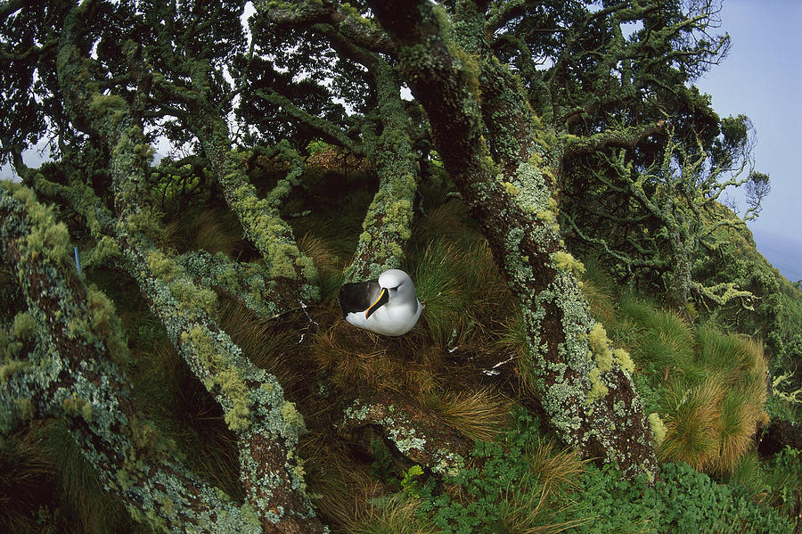 Yellow-nosed Albatrosses In Ferns Photograph by Tui De Roy