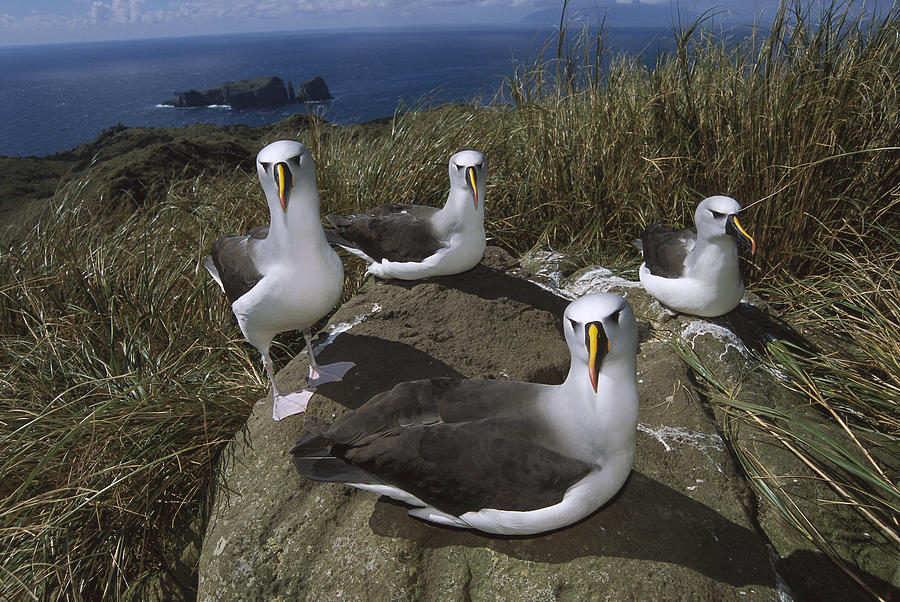 Yellow-nosed Albatrosses Tristan Da Photograph by Tui De Roy