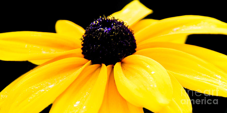 Yellow Not Mellow Photograph by Susan Parish