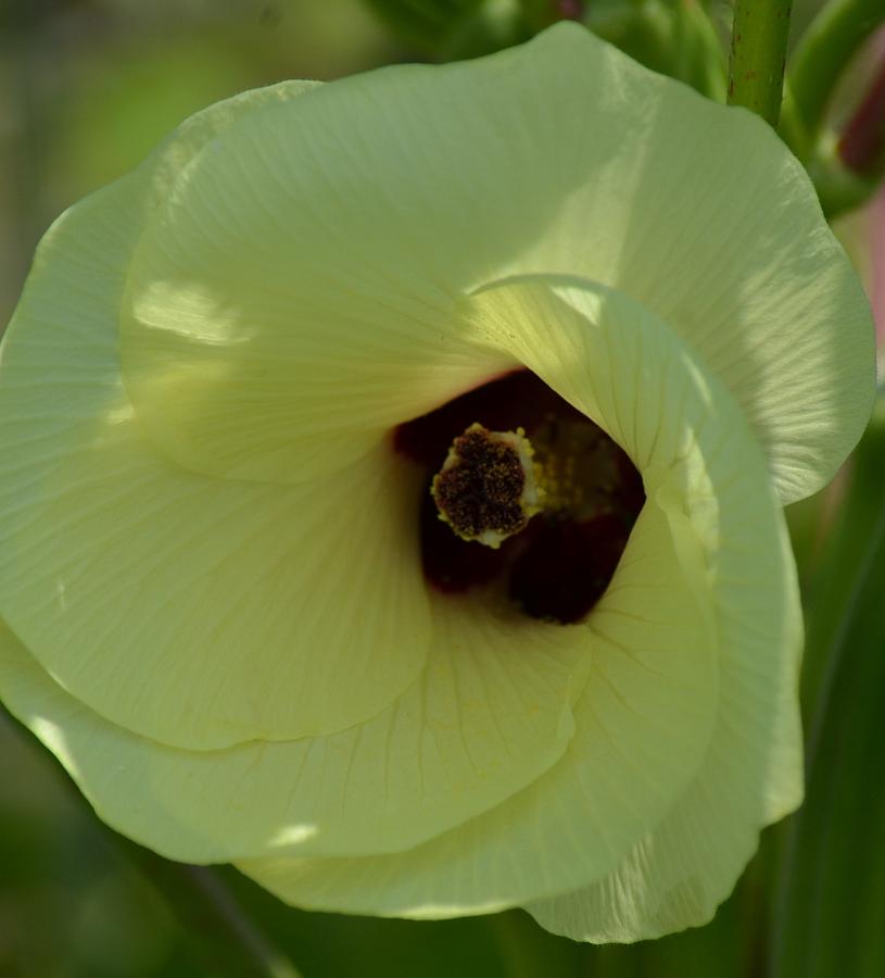 Yellow Okra Flower Photograph by Maria Urso