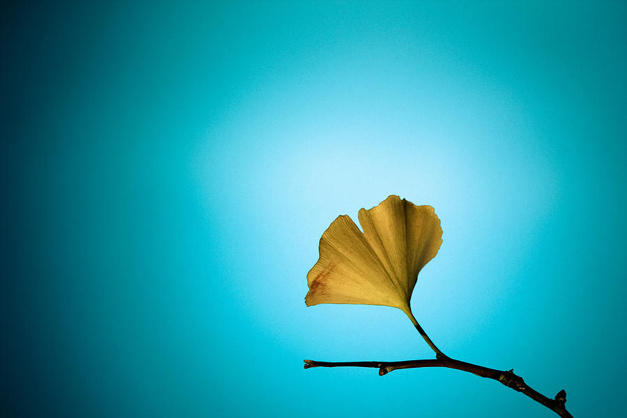Yellow on Blue Photograph by Carrie Cole