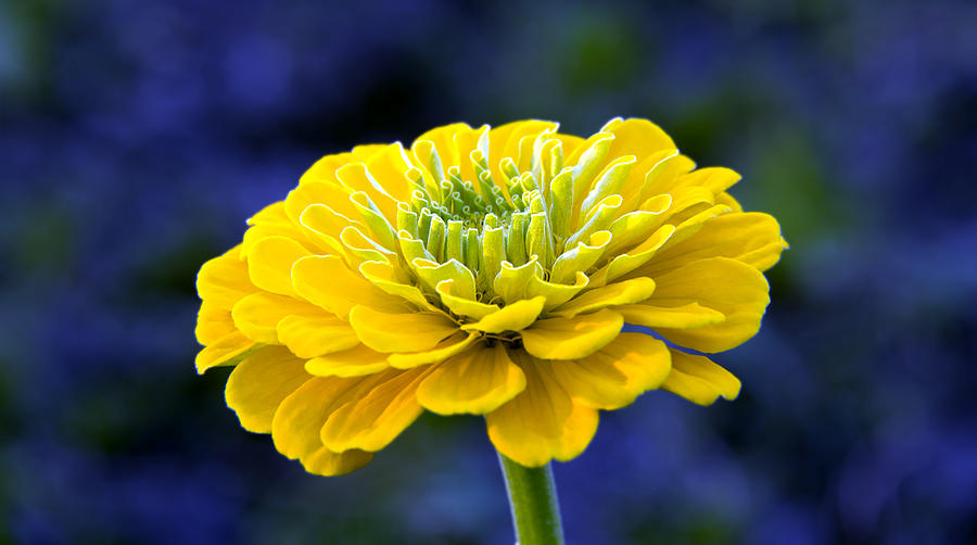 Yellow on Blue Photograph by Marina Kojukhova Yellow on Blue Photograph by Marina Kojukhova