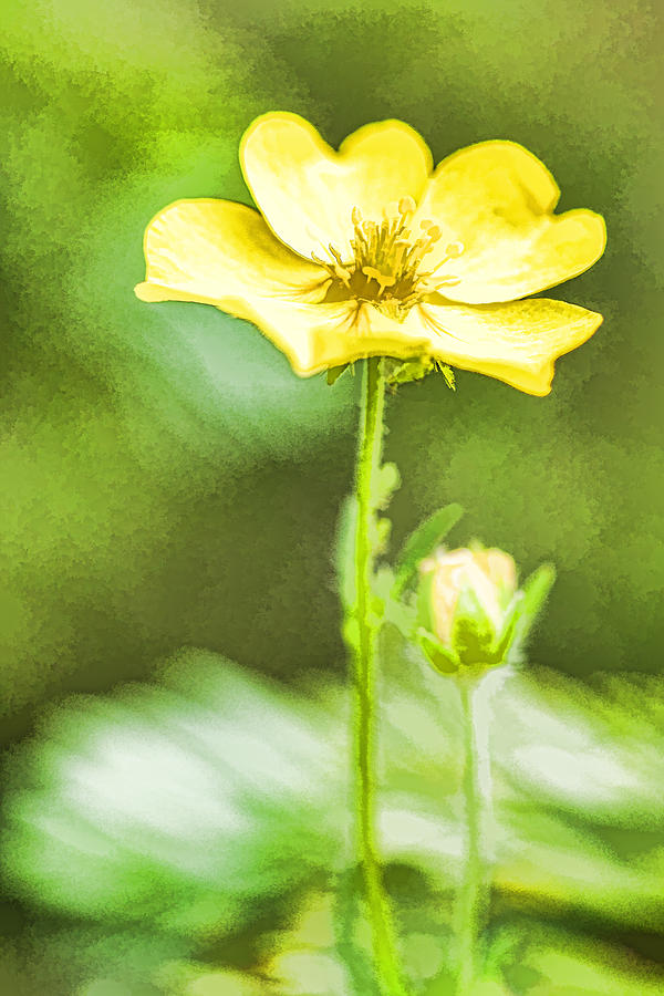 Yellow on Green Photograph by J Michael Nettik