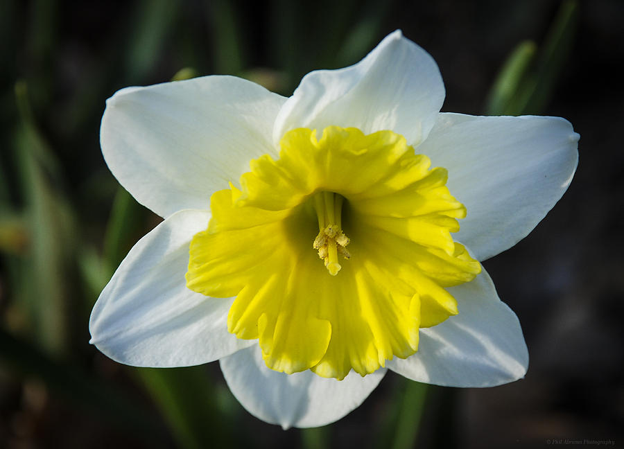 Yellow on White Daffodil Photograph by Phil Abrams