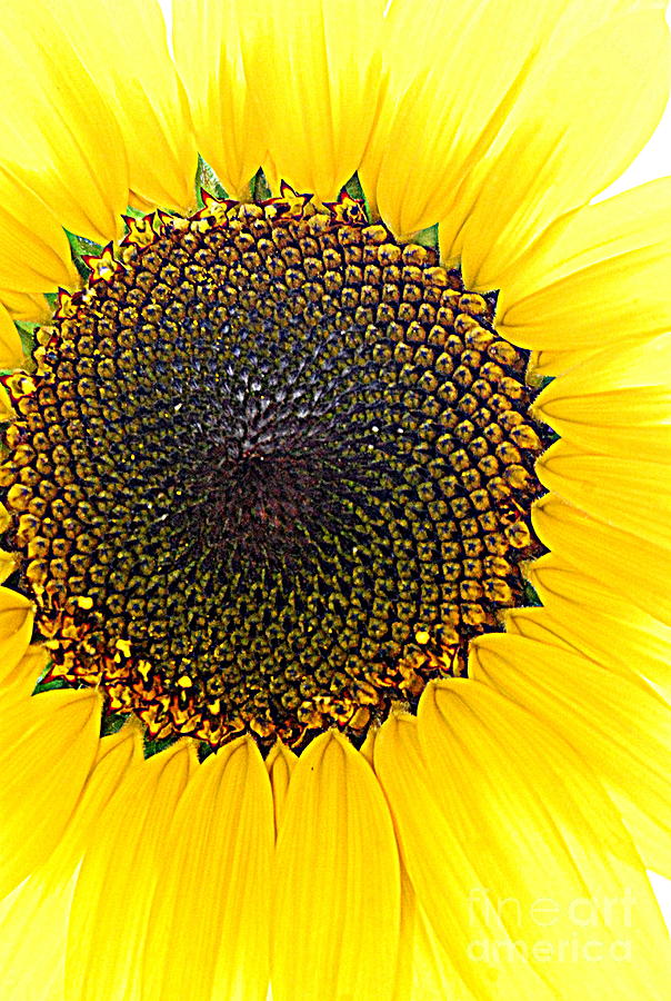 Sunny And Bright Sunflower Photograph by Eunice Miller