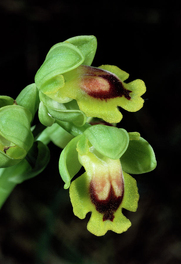 Yellow Ophrys Flowers Photograph by Paul Harcourt Davies/science Photo Library