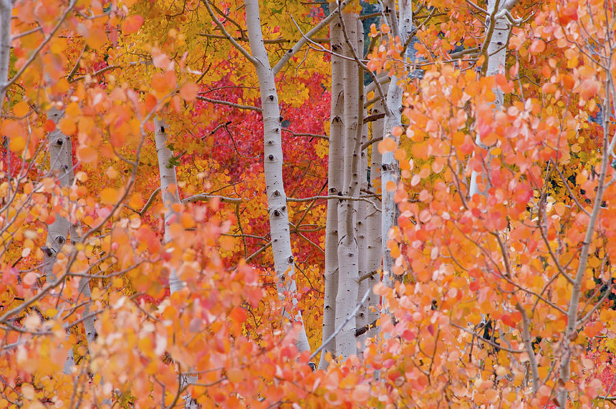 Salt Lake City Photograph - Yellow, Orange, And Red Aspens, Little by Howie Garber