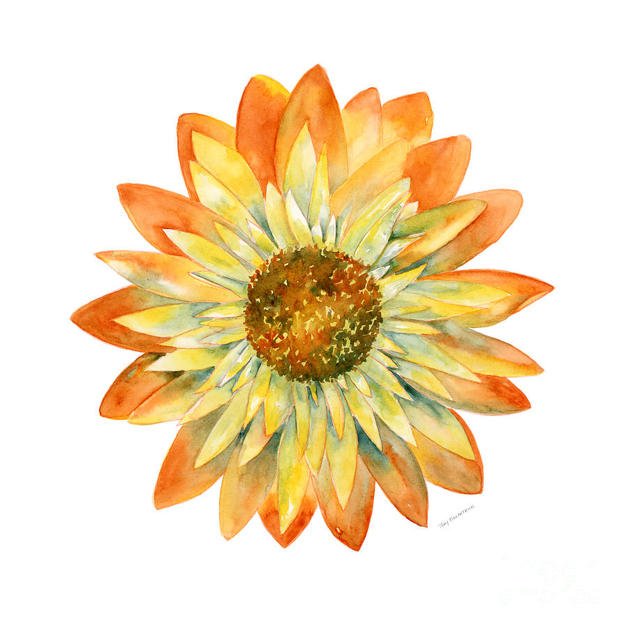 Flower Painting - Yellow Orange Daisy by Amy Kirkpatrick