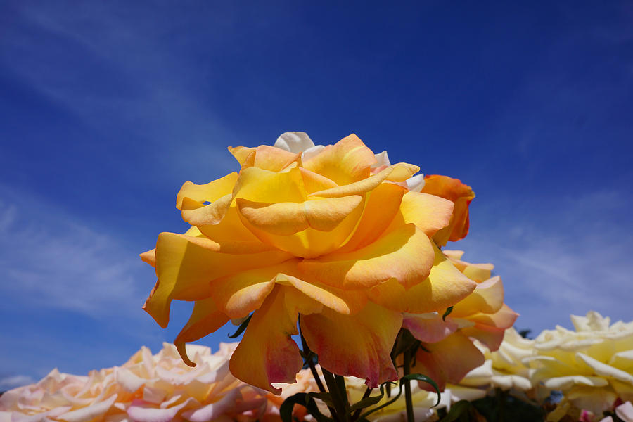Rose Photograph - Yellow Orange Rose Flower Art Prints Blue Sky by Patti Baslee