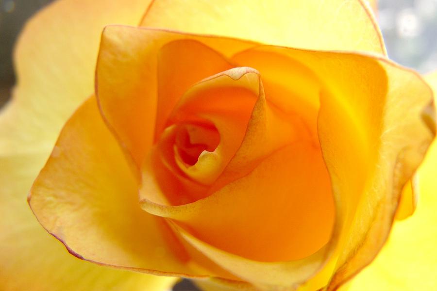 Yellow Orange Rose Photograph by Marilyn Burton