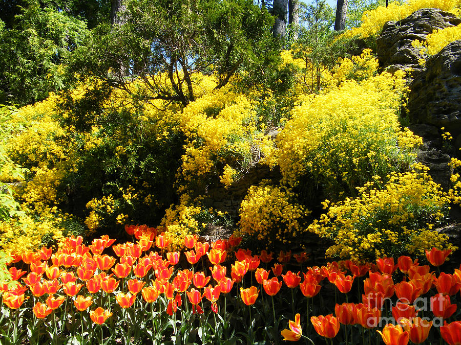 Yellow Orange - Springtime Photograph by Phil Banks
