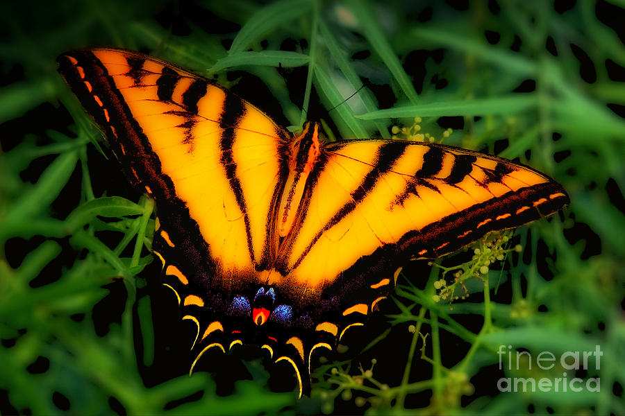 Yellow Orange Tiger Swallowtail Butterfly Photograph by Jerry Cowart