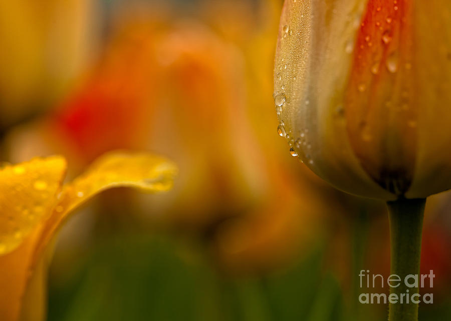 Tulip Photograph - Yellow Orange Tulips by Mary  Smyth