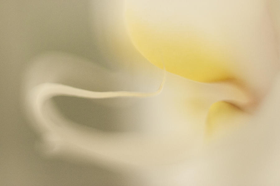 Yellow Orchid Abstract Photograph