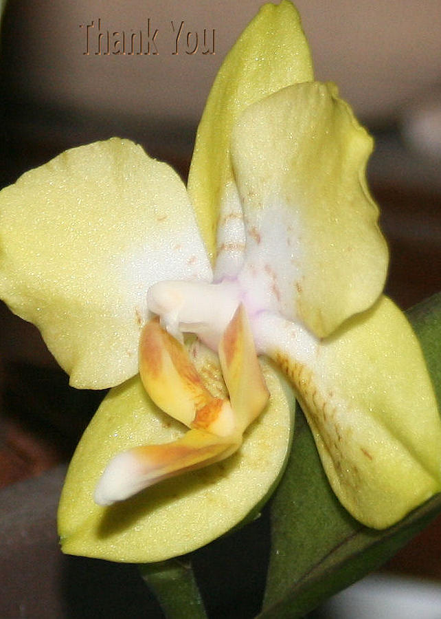 Orchid Photograph - Yellow Orchid  and a reminder to utter the words Thank You.  by Raenell Ochampaugh