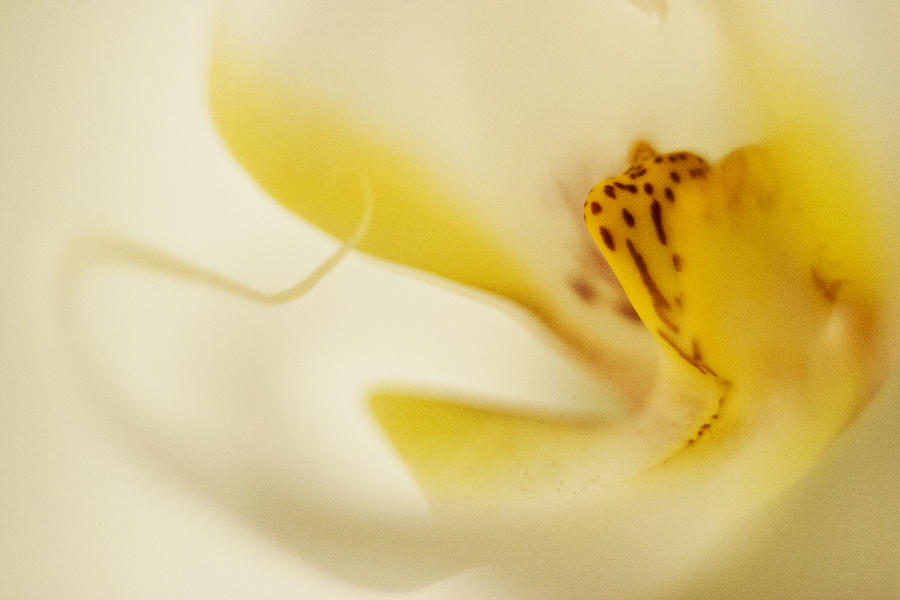 Orchid Photograph - Yellow Orchid by Bradley R Youngberg