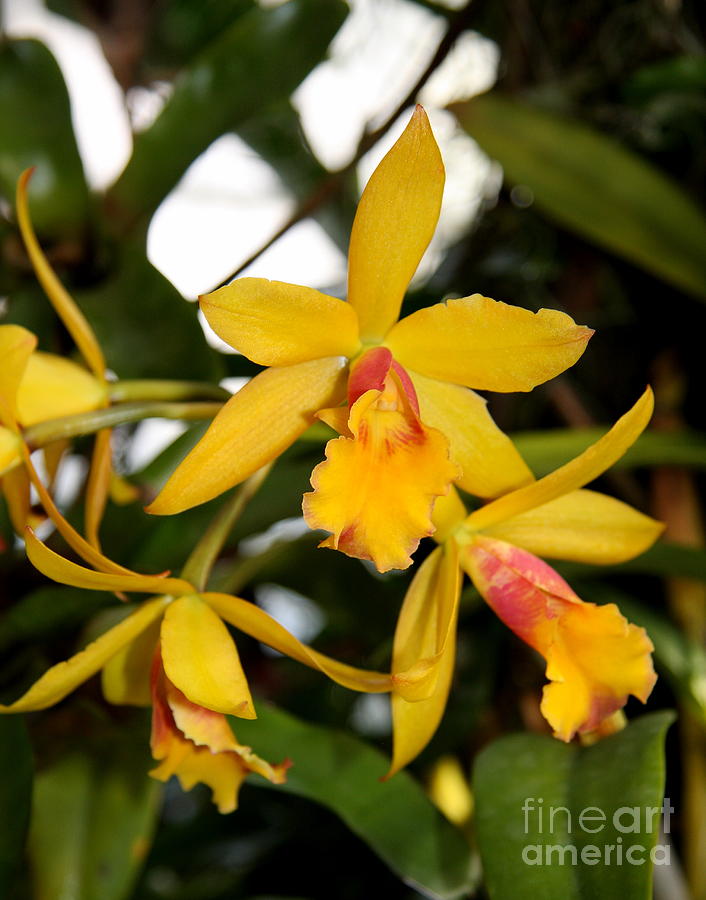 Yellow Orchid Photograph by Christiane Schulze Art And Photography