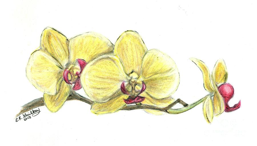Orchid Drawing - Yellow Orchid by Elizabeth Guilkey