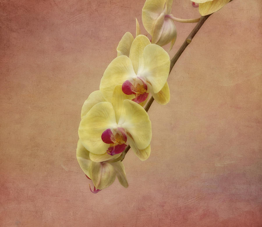 Yellow Orchid Flower Photograph by Kim Hojnacki