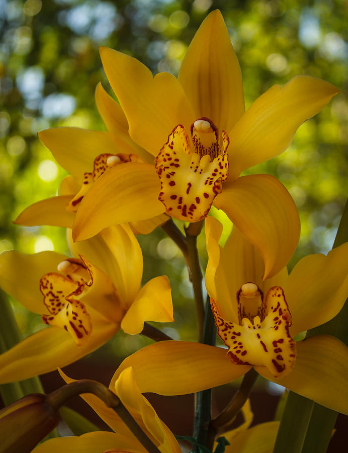 Yellow Orchid Photograph by Jane Luxton