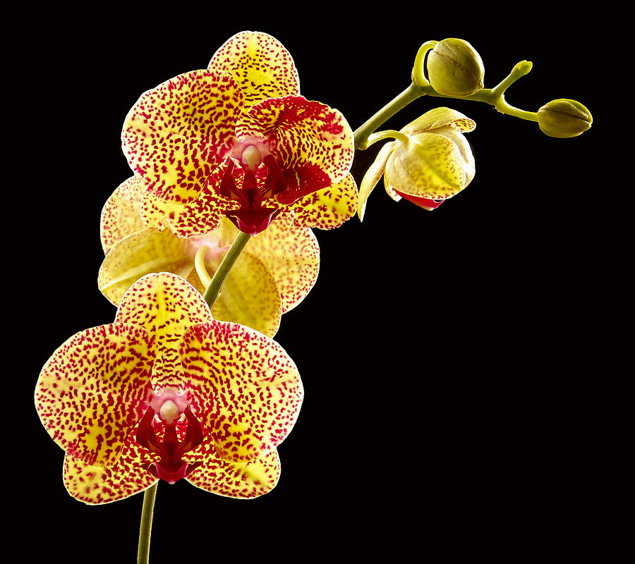 Yellow Orchid Photograph by Jean Noren