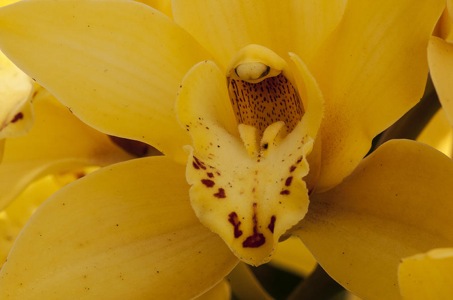 Yellow Orchid Photograph by Lee Kirchhevel