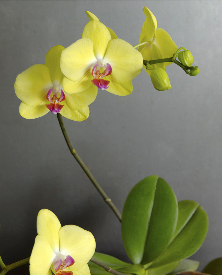 Yellow Orchid Photograph by Lynn Hansen