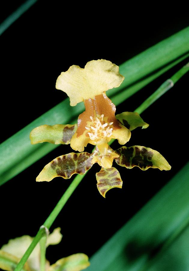 Flower Photograph - Yellow Orchid by Paul Harcourt Davies/science Photo Library