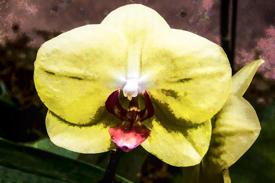 Yellow Orchid Digital Art by Photographic Art by Russel Ray Photos