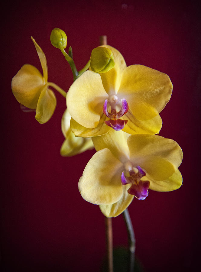 Yellow Orchid Photograph by Sandra Selle Rodriguez
