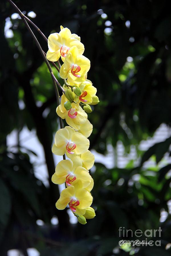Yellow Orchid Photograph by Yumi Johnson