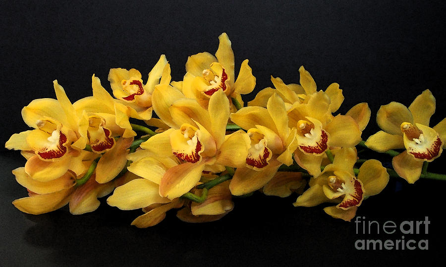 Cymbidium Orchids Photograph by Jacklyn Duryea Fraizer