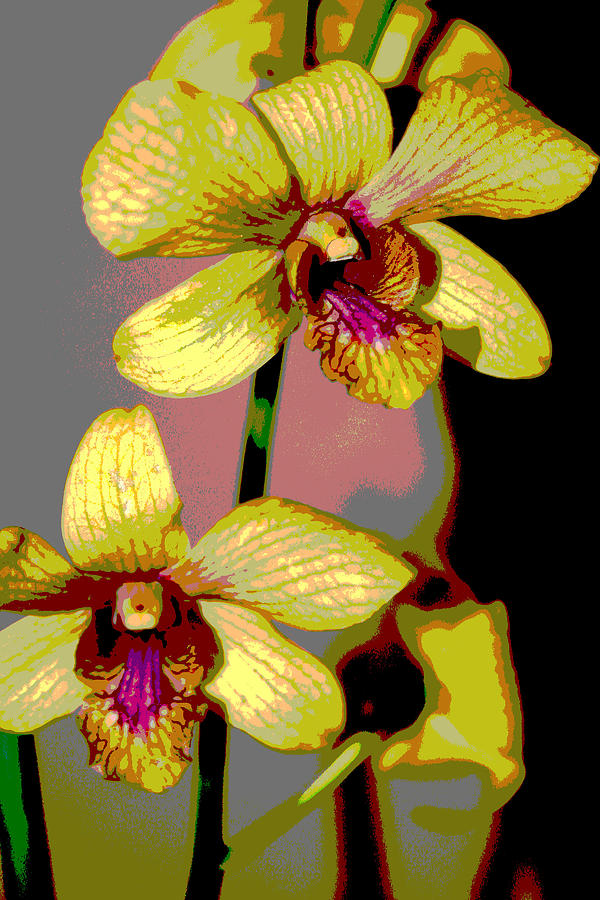 Yellow Orchids Photograph by Jan Garcia
