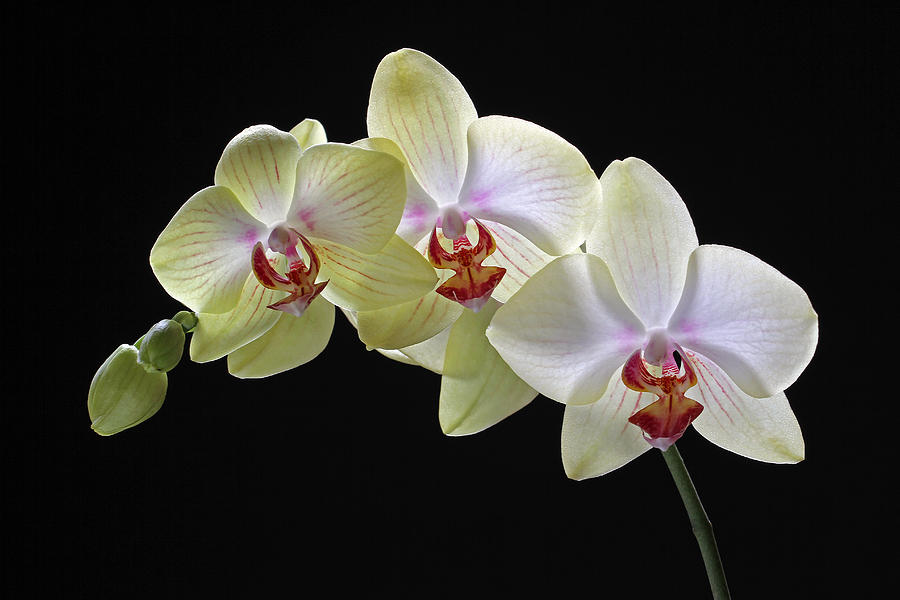 Yellow Orchids Photograph by Juergen Roth