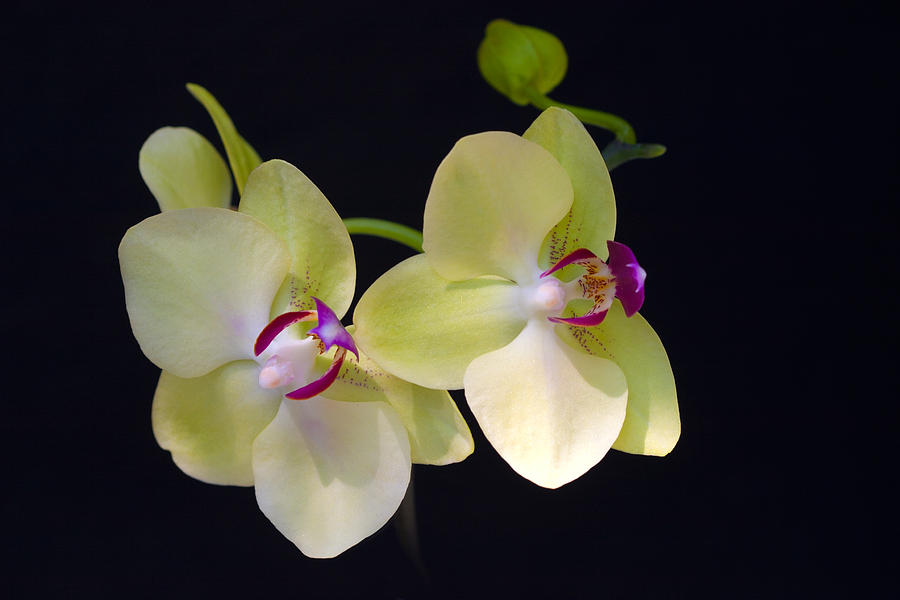 Nature Photograph - Yellow Orchids by Michelle Constantine
