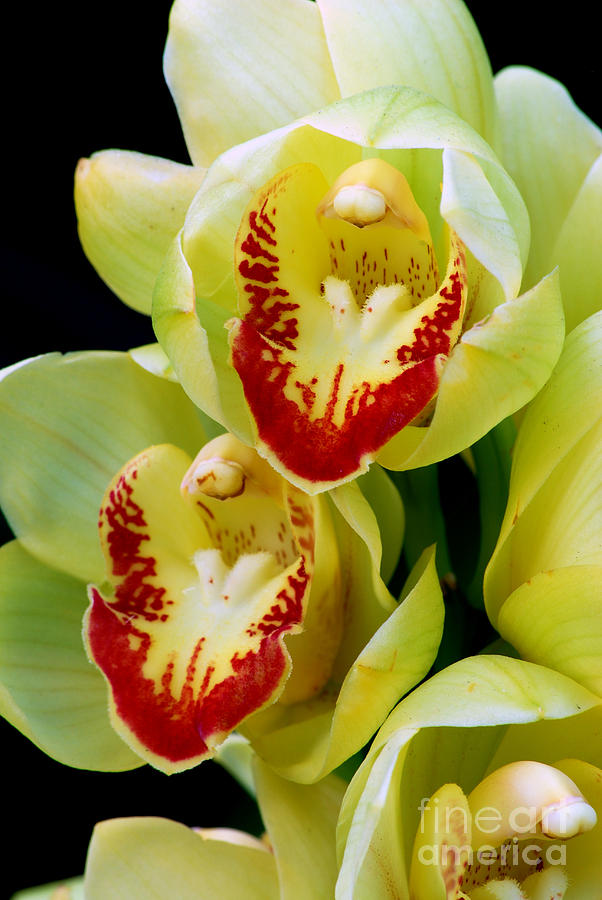 Yellow Orchids Pyrography by Nancy Mueller