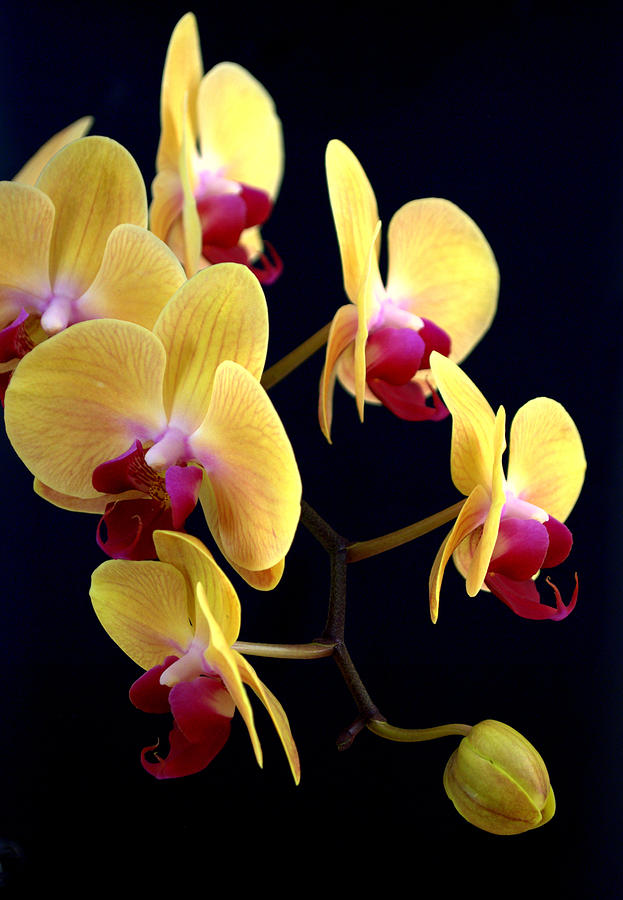Yellow Orchids Photograph by Nathan Abbott