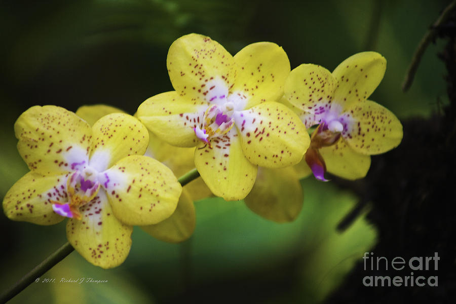 Yellow Orchids Photograph by Richard J Thompson 