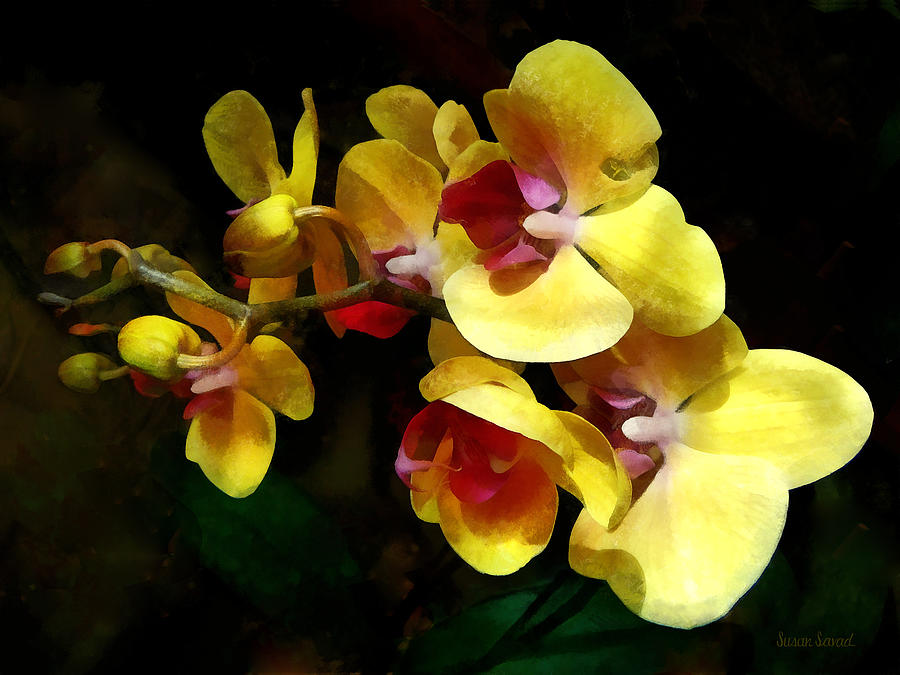 Yellow Orchids Shadow and Light Photograph by Susan Savad