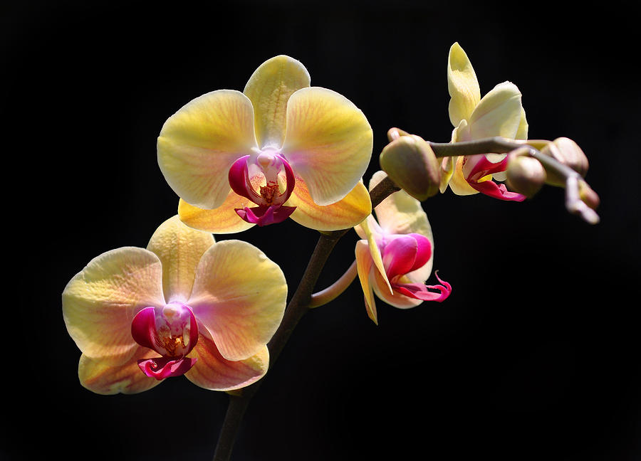 Orchid Photograph - Yellow Orchids by Tony Ramos Orchid Photograph - Yellow Orchids by Tony Ramos