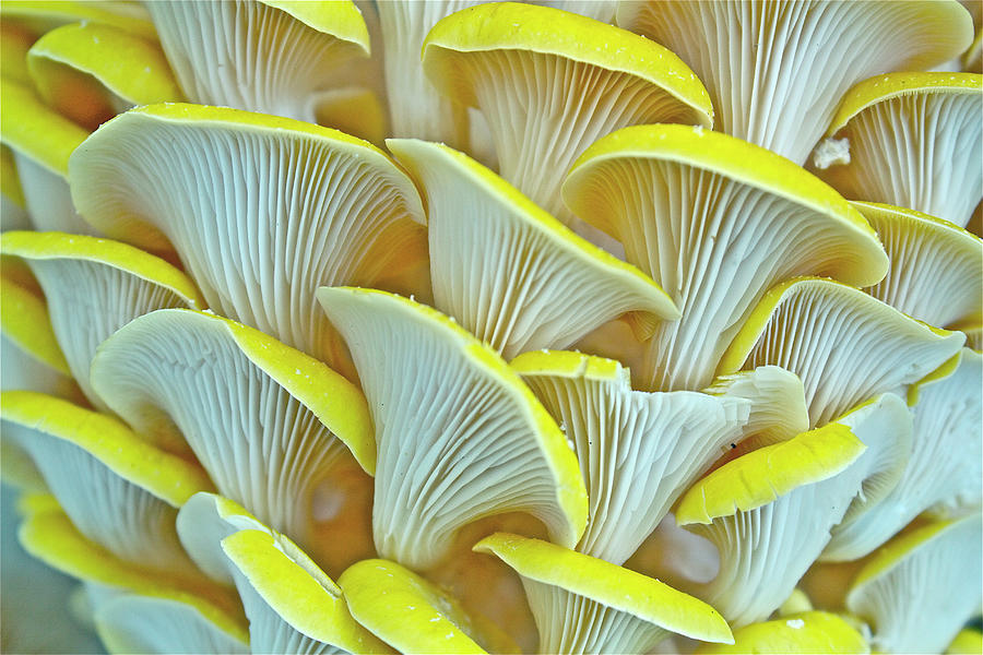 Yellow Oyster Mushrooms Photograph by Keith Getter