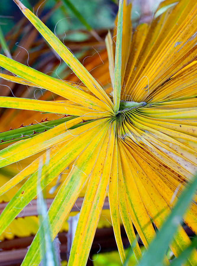 Yellow Palm 1 Photograph by Stephen Anderson