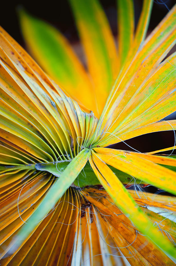 Yellow Palm 2 Photograph