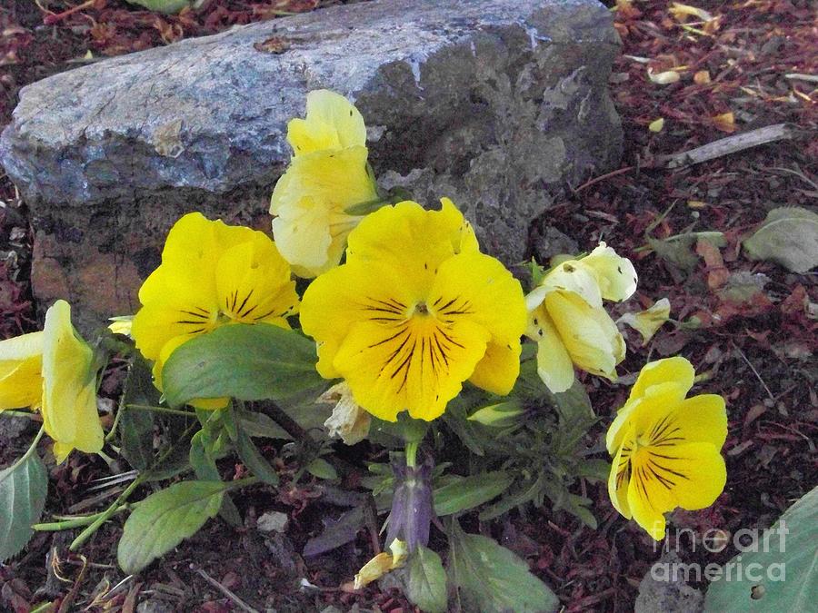 Yellow Pansies Photograph by Charles Robinson