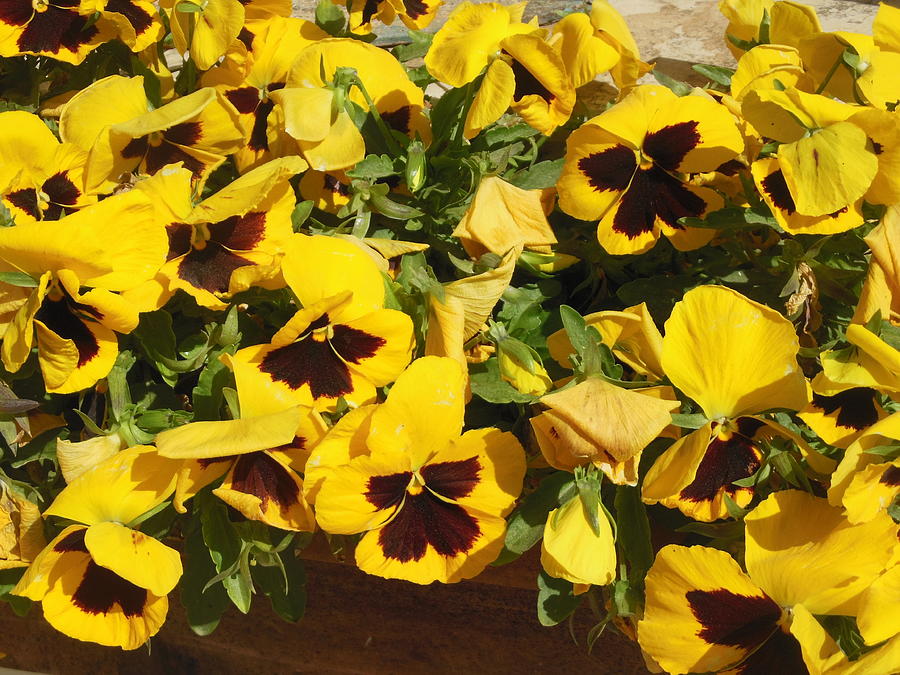 Flower Photograph - Yellow Pansies Ease the Heart by Esther Newman-Cohen
