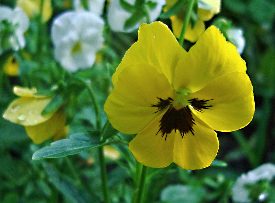 Yellow Pansy Photograph by Ellen Tully