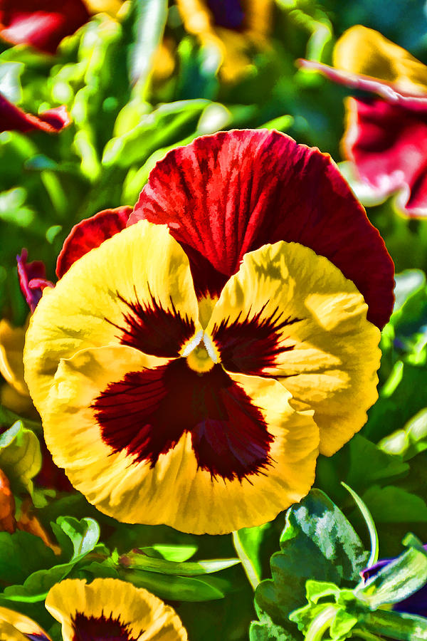 Yellow Pansy Photograph by Jeanne May