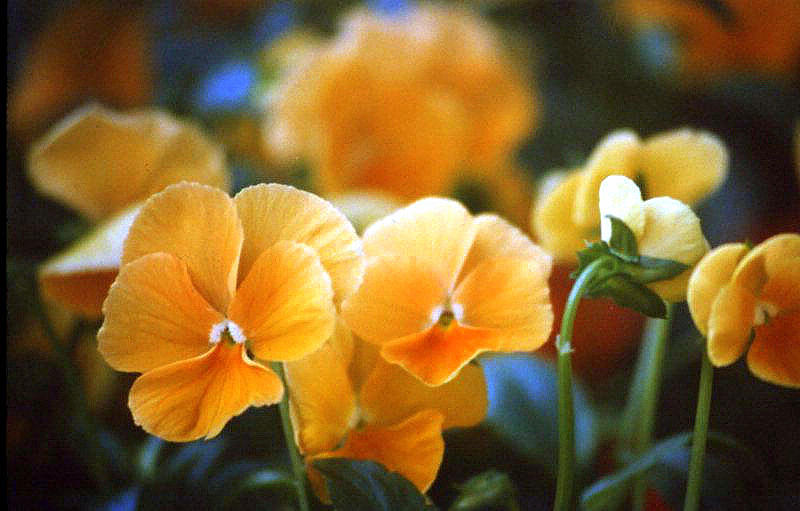 Flowers Still Life Photograph - Yellow Pansy by Stephen Proper Gredler